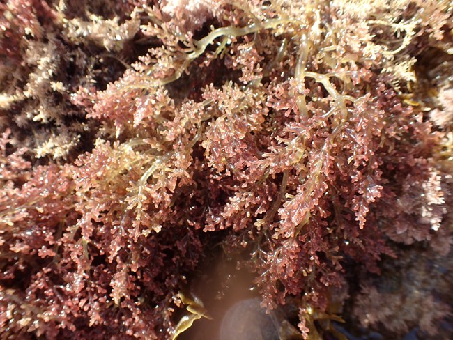 A cluster of reddish-brown seaweed with many tiny, branching fronds glistening in sunlight, packed densely against a rocky surface.