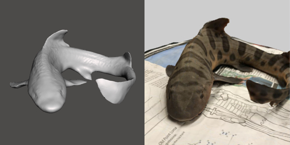 3d model of a Leopard Shark