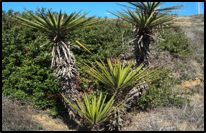 Mojave Yucca