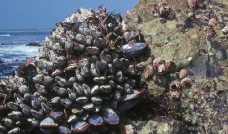 Mussels - Cabrillo National Monument (U.S. National Park Service)