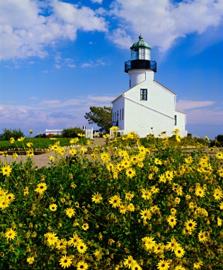 The white walls of Cabrillo National Monument’s Old Point Loma Lighthouse are visible in the distance against a blue sky dotted with puffy white clouds. The slopes in the forefront are covered in the cheery yellow flowers of California Bush Sunflower.