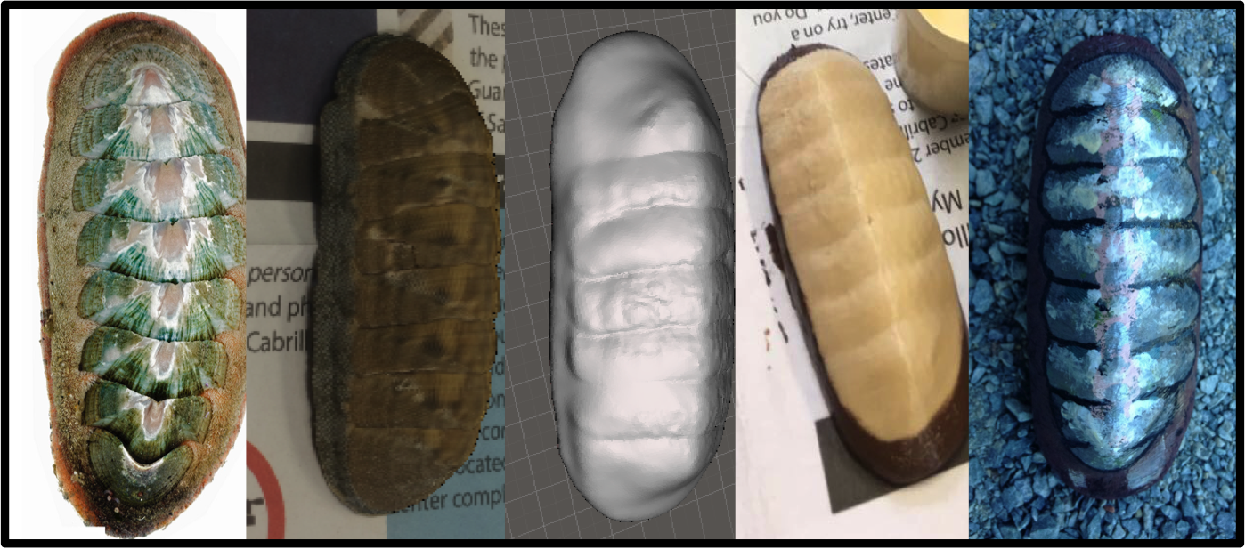 Chiton 3d models Photo showing 3d models of chitons