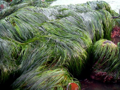 Long, flowing green seagrass drapes over rocks at the water’s edge, creating a lush, wavy carpet with the ocean visible in the background.