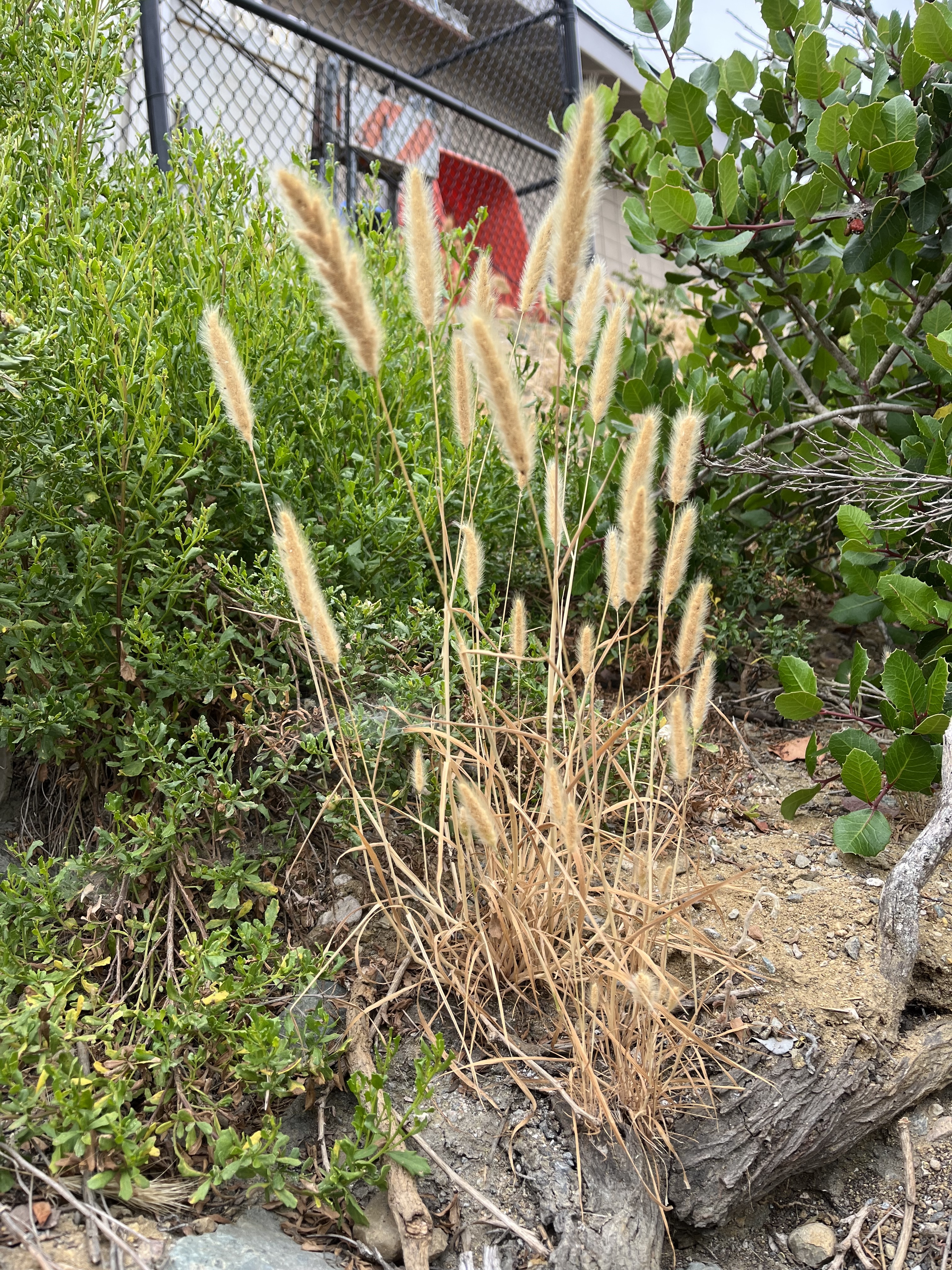 Cute Invasive Rabbit Invasive Plant Guide - Cabrillo National Monument (U.S. National Park ...