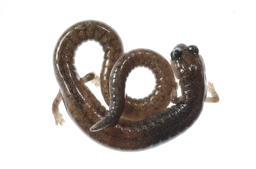 Photo of a salamander