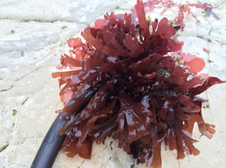 A cluster of shiny, dark red seaweed with flat, branching fronds rests on a light, textured rock surface.