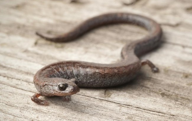 Salamander Salamander