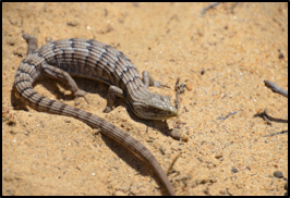 San Diego Alligator Lizard