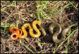 San Diego Ring necked snake