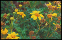 San Diego Sunflower