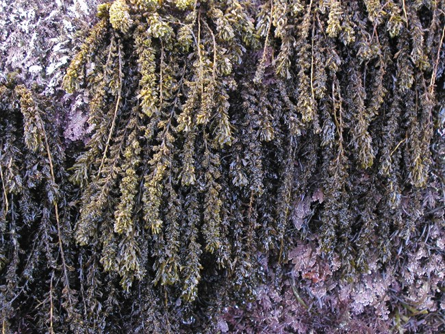 Wet, dark green seaweed with long, drooping fronds hangs densely over a rocky surface, with patches of purple algae visible underneath.
