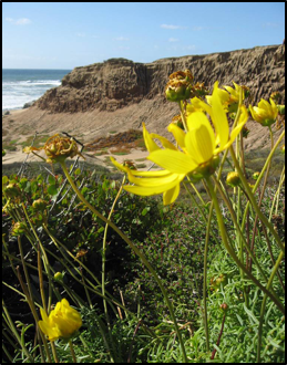 Sea Dahlia