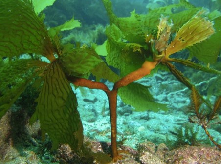 Underwater kelp with thick brown stems and wide, wavy green leaves grows from a rocky seabed, surrounded by clear blue water and patches of marine plants.
