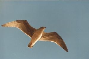 Gull in flight Gull in flight