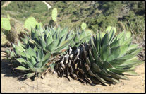 Shaw's Agave