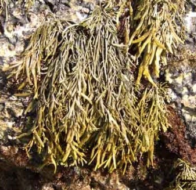 A cluster of brownish-green seaweed with long, thin, finger-like fronds hangs against a rough, rocky surface.