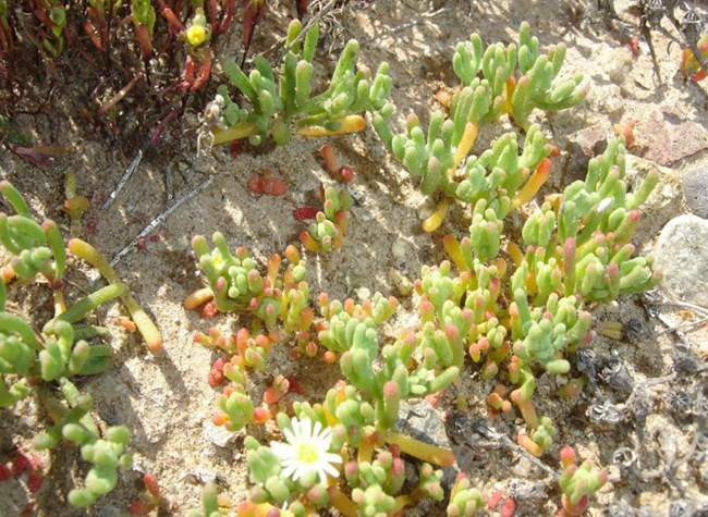 ≤ 8” Succulent, reddish green small round slender leaf, small frilly white flower with yellow center, star shaped seed head