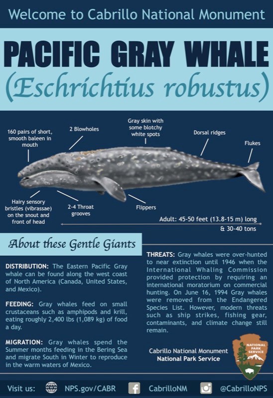 Poster showing characteristics of Gray Whales