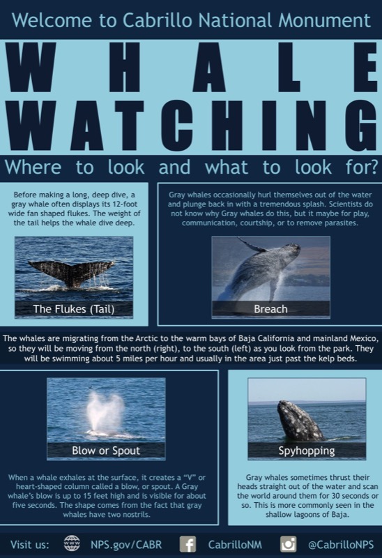 Poster describing characteristics of Gray Whales Poster describing characteristics of Gray Whales