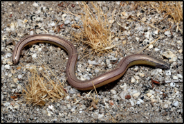 Southern California Legless lizard