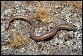 Southern California Legless lizard