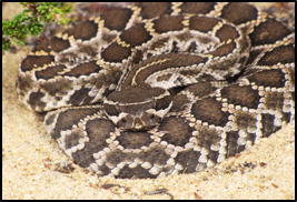 Southern Pacific Rattlesnake