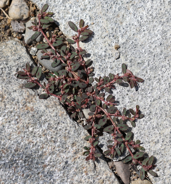 < 2” Annual, growing flat to ground, thin red stem, oval-shaped leaf with red spot in middle of most leaves ≤ 0.5”, when stem breaks can ooze white sap