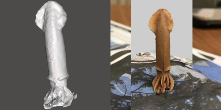Photo showing 3d model of a Squid