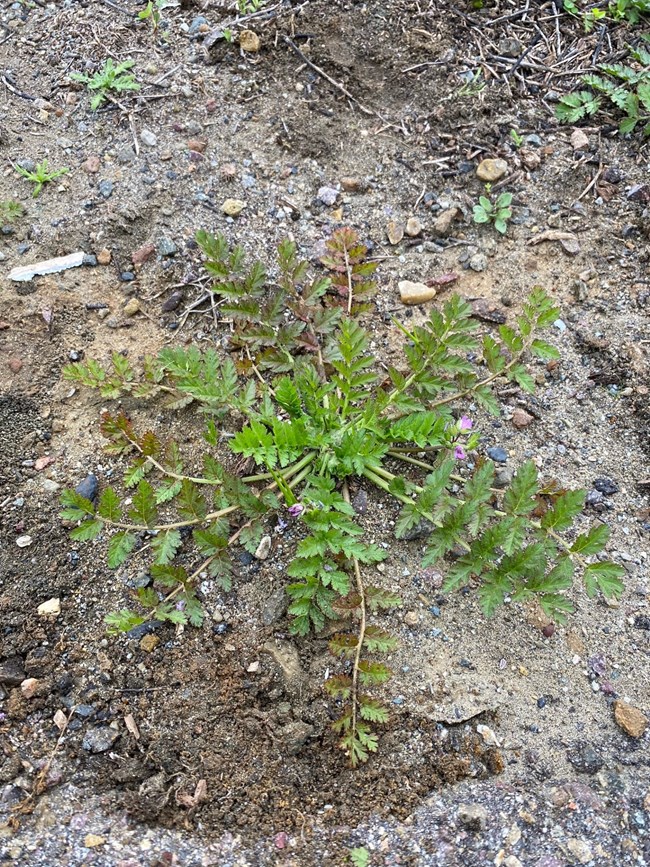 12” Annual, basal rosette, reddish stem, broad dark-green leaf divided into little lobed leaflets, purple flower, light green pointed stork’s bill shaped seed, seed head dries to corkscrew shape that bores into ground when wet