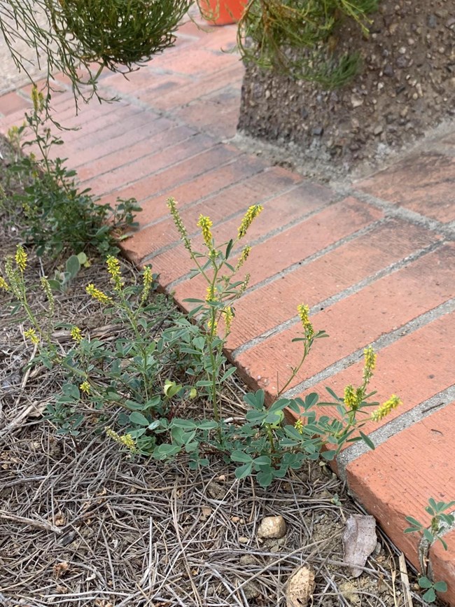 < 24” Annual, usually single skinny erect stem, green compound leaf with three leaflets, 2” flower head of tiny yellow flowers surrounding stem, tiny ball like seeds at end of stem