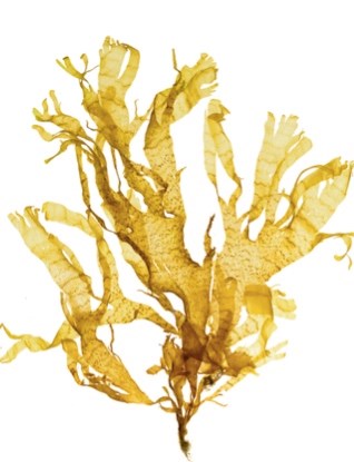 A golden-brown seaweed with wide, flat, branching fronds that twist and overlap, resembling delicate underwater leaves.