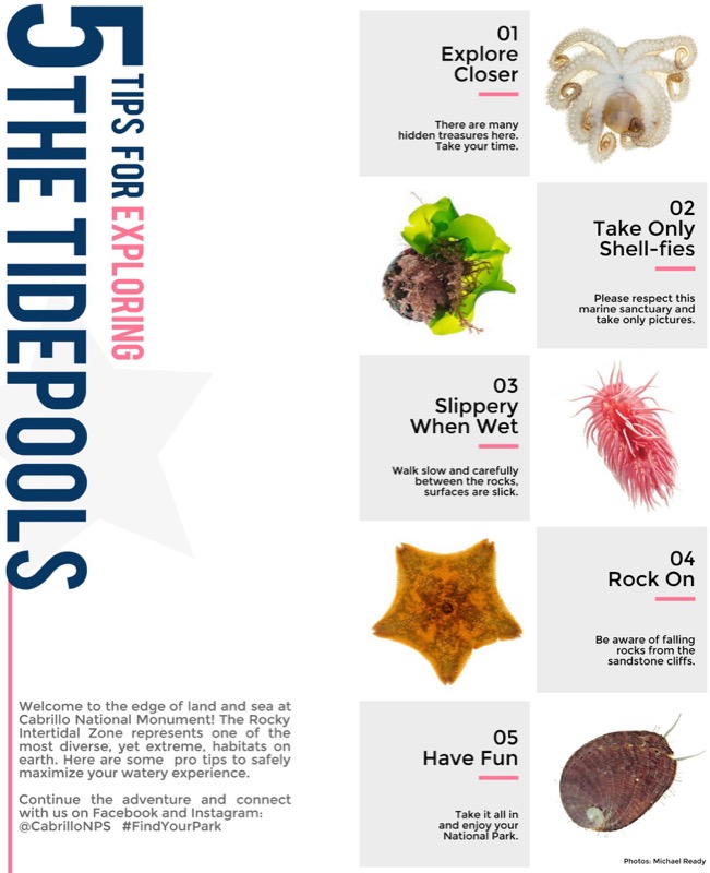 Tips to explore the tidepools