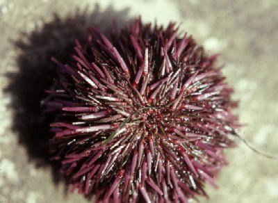 Tidepool Purple Sea Urchin