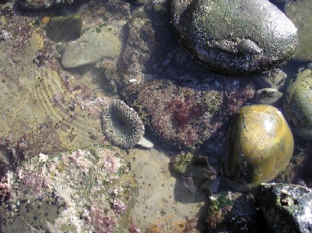 Tidepools at Cabrillo National Monument Tidepools at Cabrillo National Monument