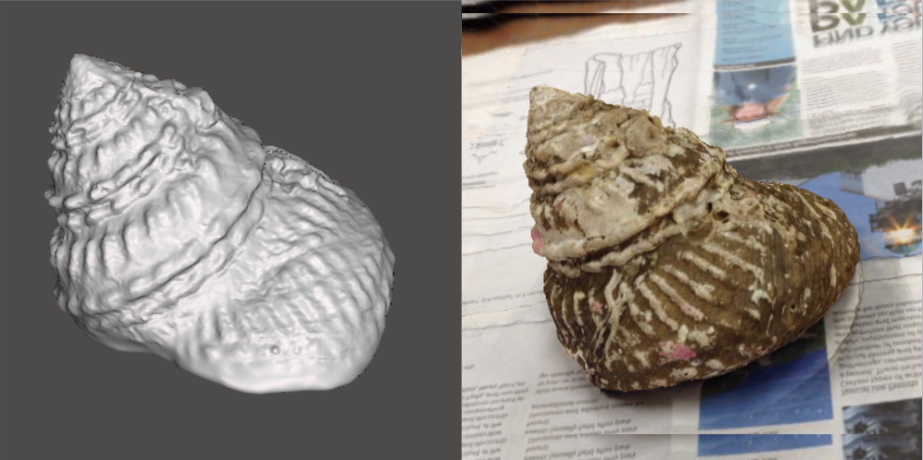 Photo showing 3d model of a Turban Snail