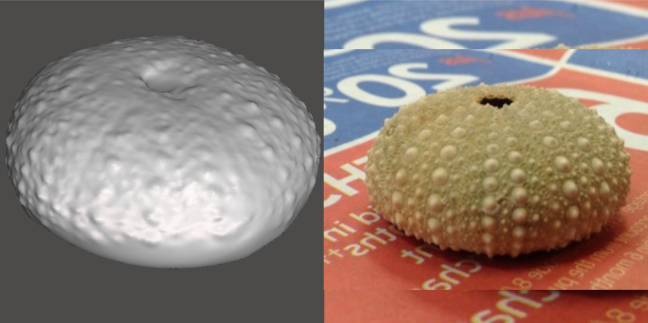Photo showing 3d model of Sea Urchin