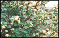 Wart-stem Ceanothus