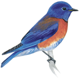 Western Bluebird Image adapted from Audubon.org bird guide