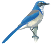 Western Scrub-Jay Image adapted from Audubon.org bird guide