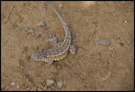 Western Side blotched lizard