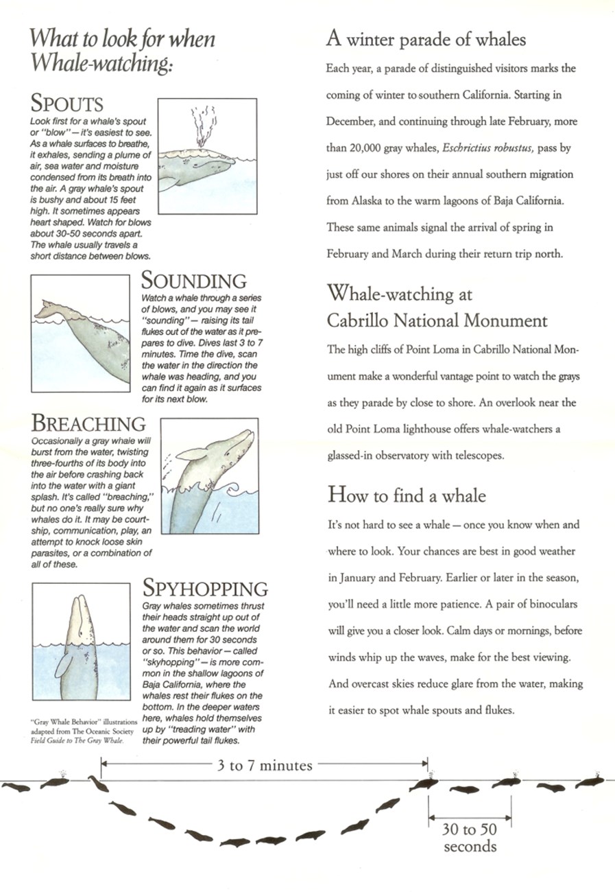 THE ONLY DARK SEA GUIDE YOU'LL NEED..