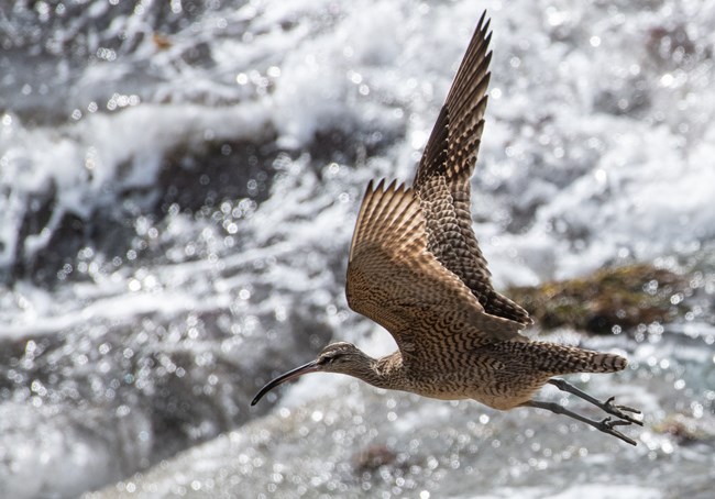 A large brown and white striped bird with a long black beak and legs flies over the water.