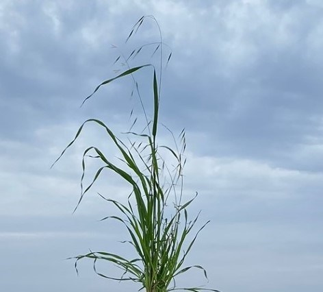 < 6’ Annual, light green thick base grass gradually thinning upward, light green cocoon-like seed dangle from top