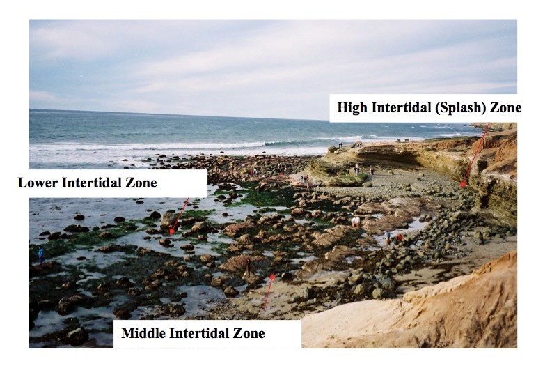 A photo of a low tide with the high middle and low intertidal zones labeled