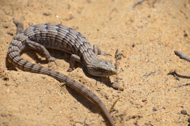 Alligator Lizard