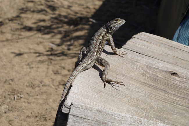 Fence Lizard