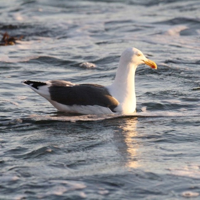 A bird with a white body and dark gray wings sits in the ocean. It has an orange beak and a gray and white tail. It faces the right side of the photo.