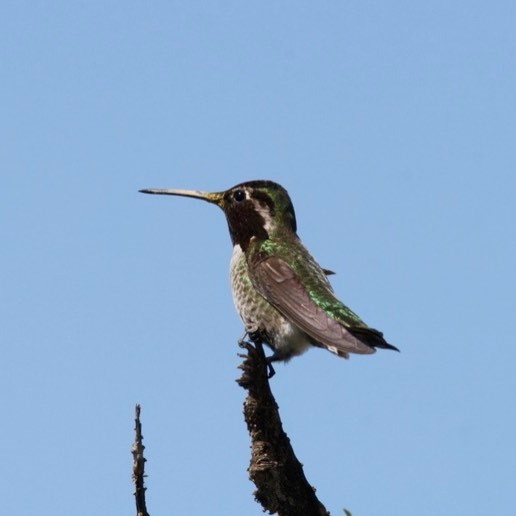 A bird with a black head, long pointed beak gray body and green wings looks to the left, sits on top of a branch