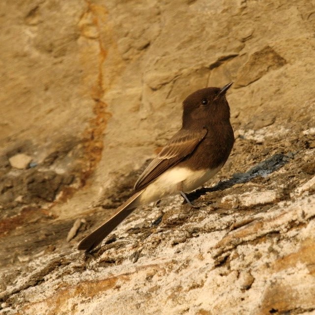 A bird with a black upper body and white lower body stands on a rock and looks left. The bird has a long black tail and a short stubby beak.