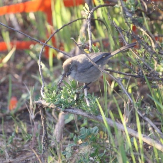 A gray bird with a long tail sits on a branch among long green blades. The bird looks down at the ground.